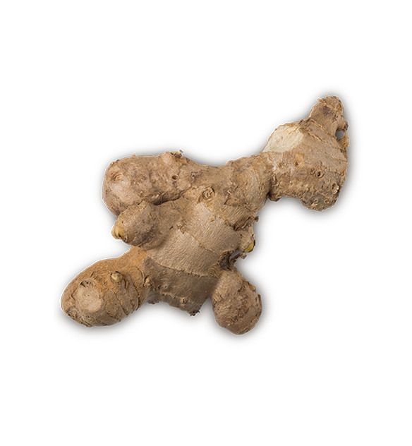 Ginger - US 4200