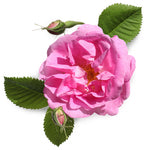 Rose - US 5084