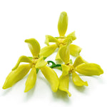 Sweet Pea - US 7504